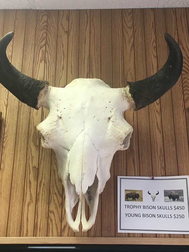 Bison skull