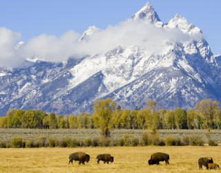 Buffalo in field